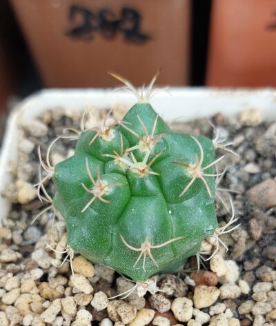 Matucana paucicostata