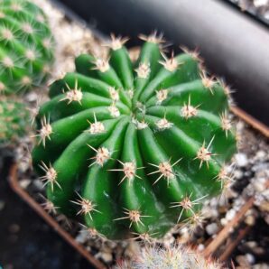 Echinopsis hybr. cv.Canary