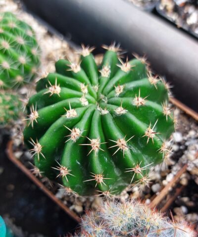 Echinopsis hybr. cv.Canary