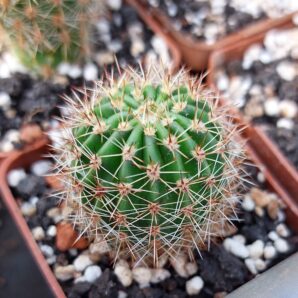 Echinopsis oxygona