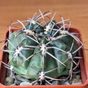 № 37 Gymnocalycium achirasense v. villamersedense VG 703 | 43
