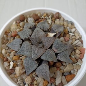 Haworthia Picta