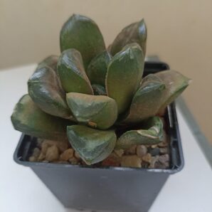 Haworthia White Palace