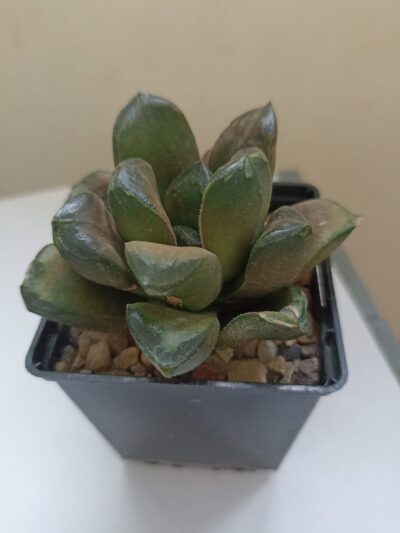 Haworthia White Palace