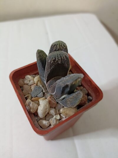 Haworthia Truncata Hybr