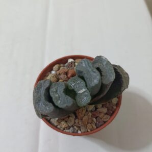Haworthia Truncata