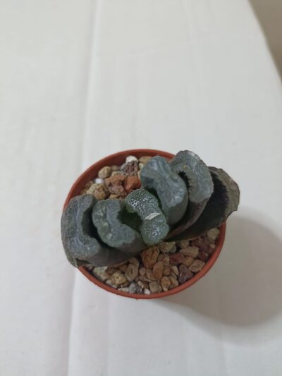 Haworthia Truncata
