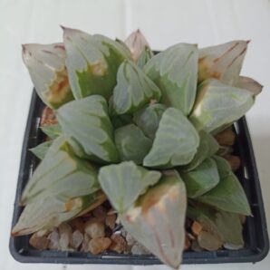 Haworthia Pygmaea Ice City