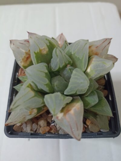 Haworthia Pygmaea Ice City