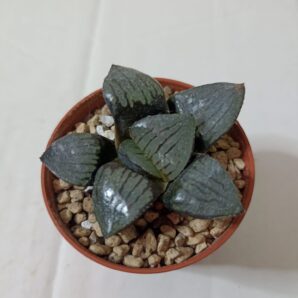 Haworthia Springbokvlakensis Crystal Ball