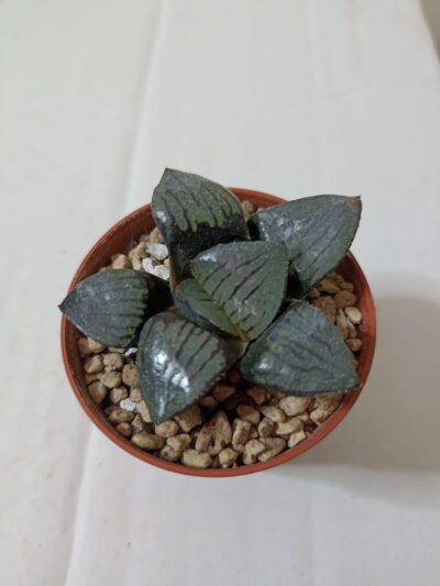 Haworthia Springbokvlakensis Crystal Ball