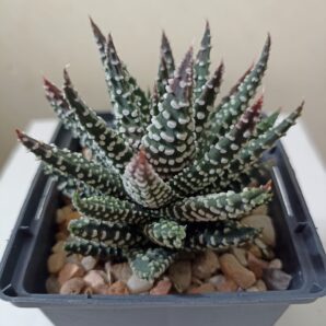Haworthia Pumila