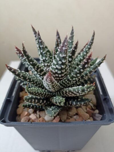 Haworthia Pumila