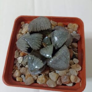 Haworthia Springbokvlakensis Crystal Ball