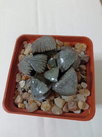 Haworthia Springbokvlakensis Crystal Ball
