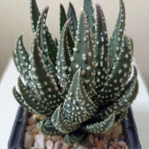 Haworthia Pumila