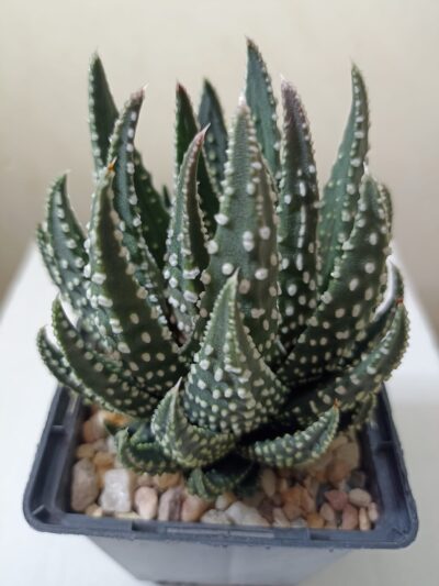 Haworthia Pumila