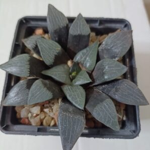 Haworthia Bayeri Japan