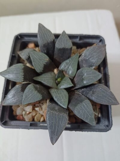 Haworthia Bayeri Japan