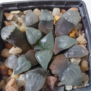 Haworthia Bayeri De Rust