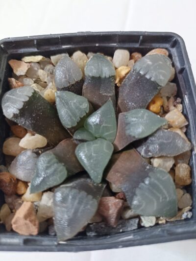 Haworthia Bayeri De Rust
