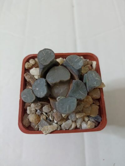 Haworthia Maughanii