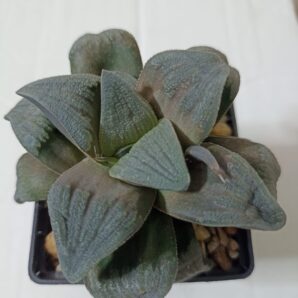 Haworthia cv. ‘Matrix’