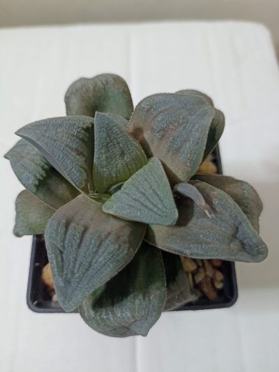 Haworthia cv. ‘Matrix’