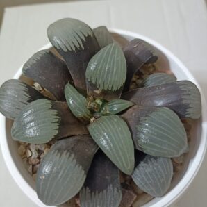 Haworthia Correcta Circuit Board
