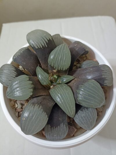 Haworthia Correcta Circuit Board