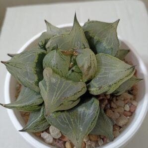 Haworthia Comptoniana Urahannya