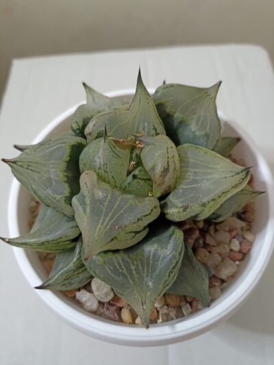 Haworthia Comptoniana Urahannya