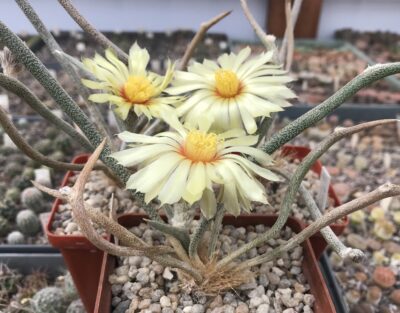 Digitostigma/Astrophytum/ caput- medusae - Зображення 2