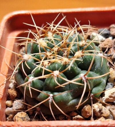 50 Gymnocalycium baldianum VG 565