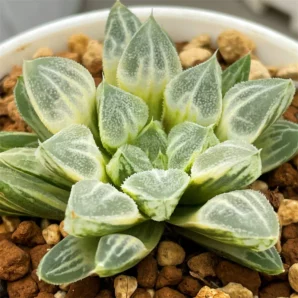Haworthia Love Heart Variegata