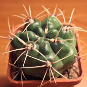 № 53 Gymnocalycium monvillei v. gertrudae VG 1058