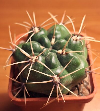 № 53 Gymnocalycium monvillei v. gertrudae VG 1058