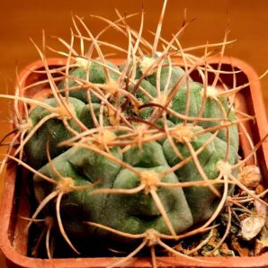 № 55 Gymnocalycium ferrari VG 193 | 43