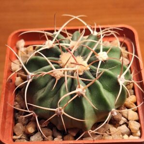№ 59 Echinocactus texensis SB 385 | 53