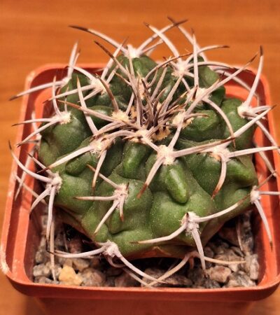 № 66 Gymnocalycium mostii v. miradorense