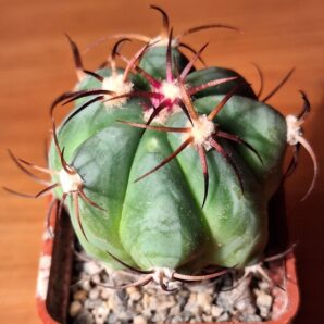 № 78 Echinocactus horizonthalonius SB 409 | 27