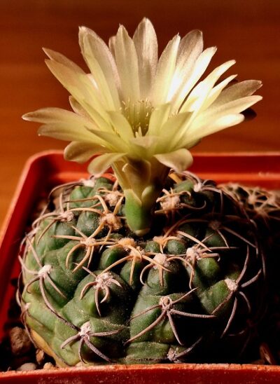 № 83 Gymnocalycium leeanum v. netrelianum. (2)