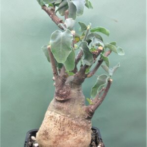 adenia-spinosa-rsa-2