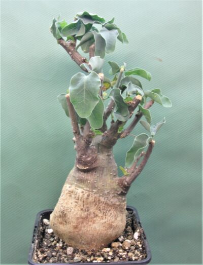 adenia-spinosa-rsa-2