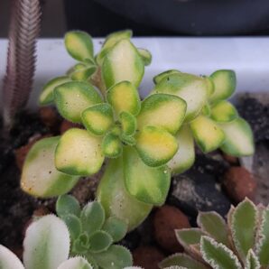 Aeonium spathulatum variegated