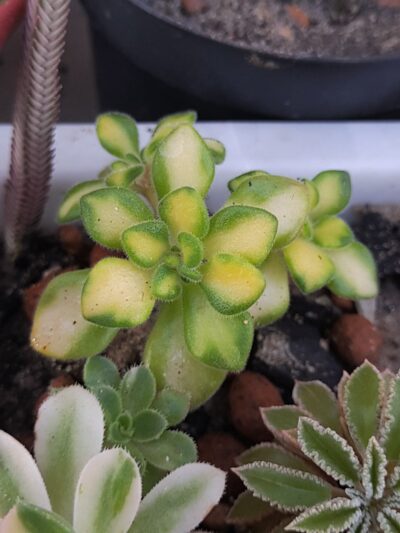 Aeonium spathulatum variegated