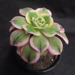 Aeonium Sunburst