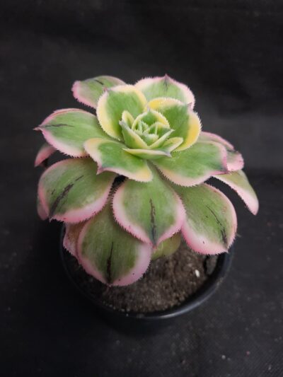 Aeonium Sunburst