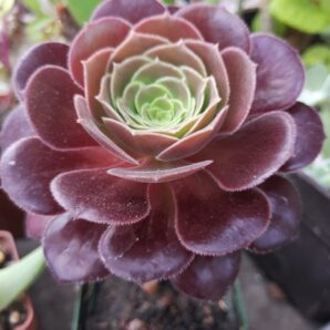 Aeonium Velour
