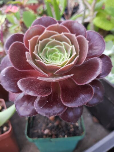 Aeonium Velour